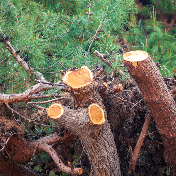 tree removal